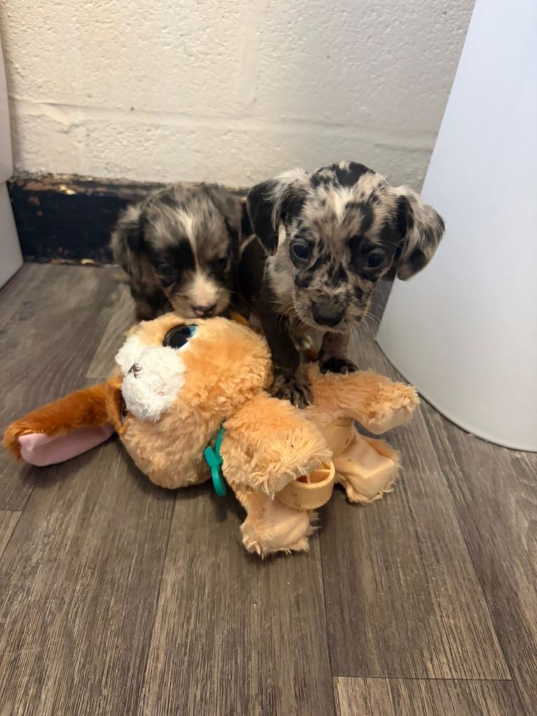 4 beautiful pups for sale 