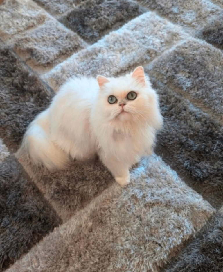 Beautiful Persian female 🤍