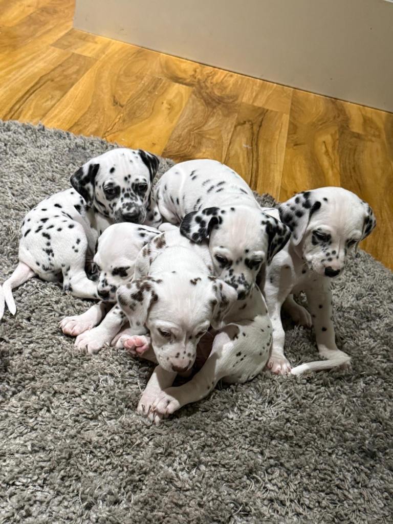 Dalmation puppies 