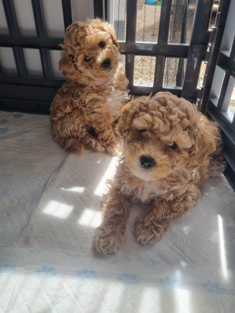 Beautiful f1 toy poochons 