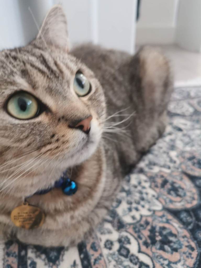 Persian/short hair mix breed