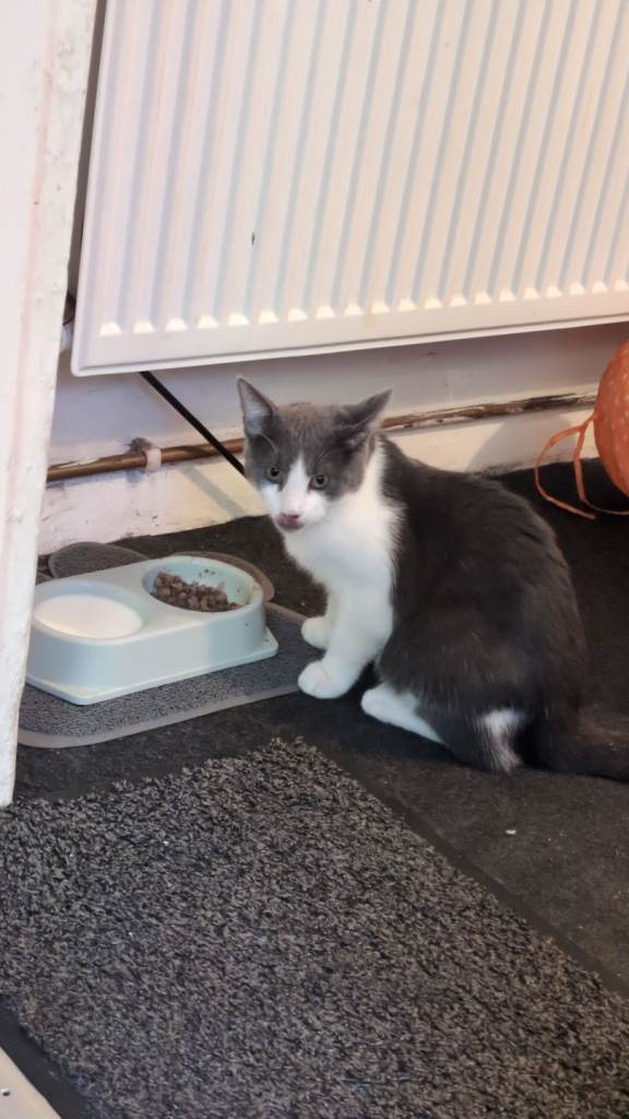 Male cat 