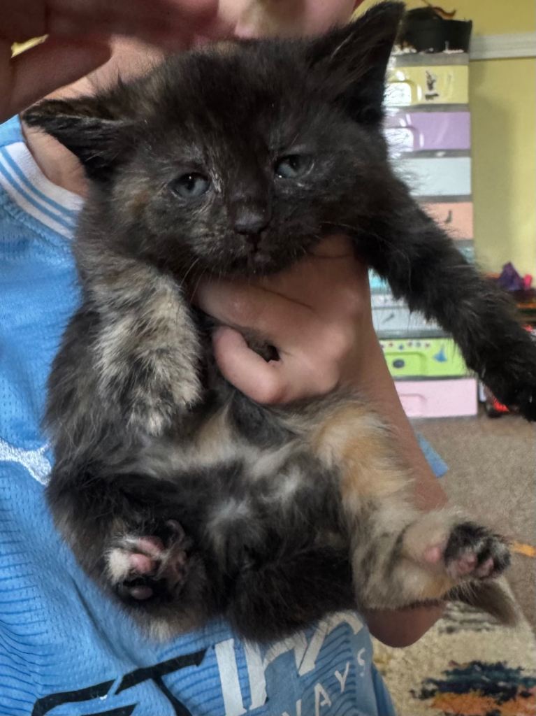 Two beautiful kittens 