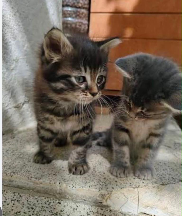 Tabby kittens ready for there forever home 