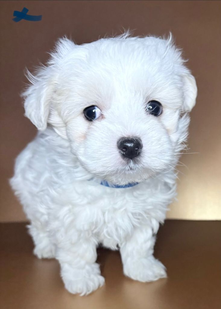 F1 Maltichon Puppies **only 2 boys left**