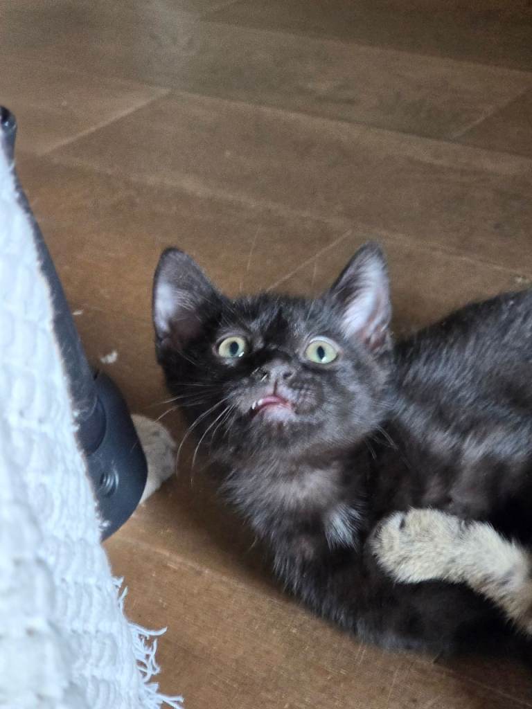 Cheeky 8 week old male kitten!