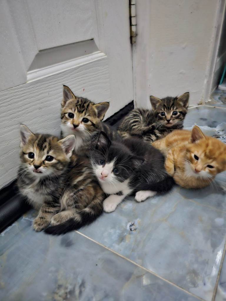 🐾 Beautiful Fluffy Kittens Looking for Their Forever Homes
