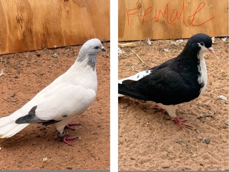 Pigeon