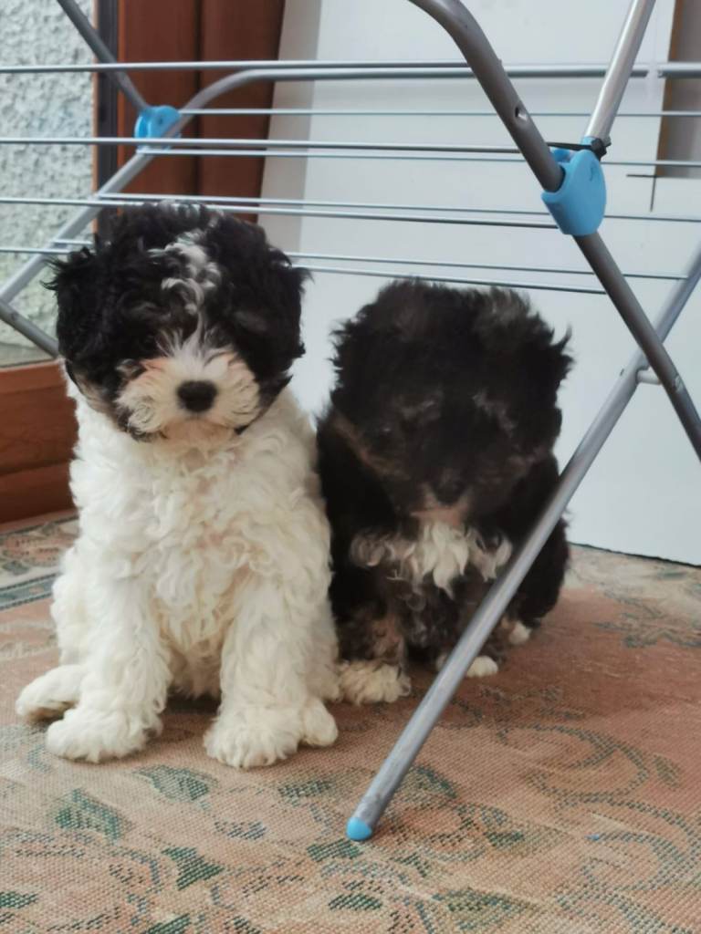 Shichon Pups
