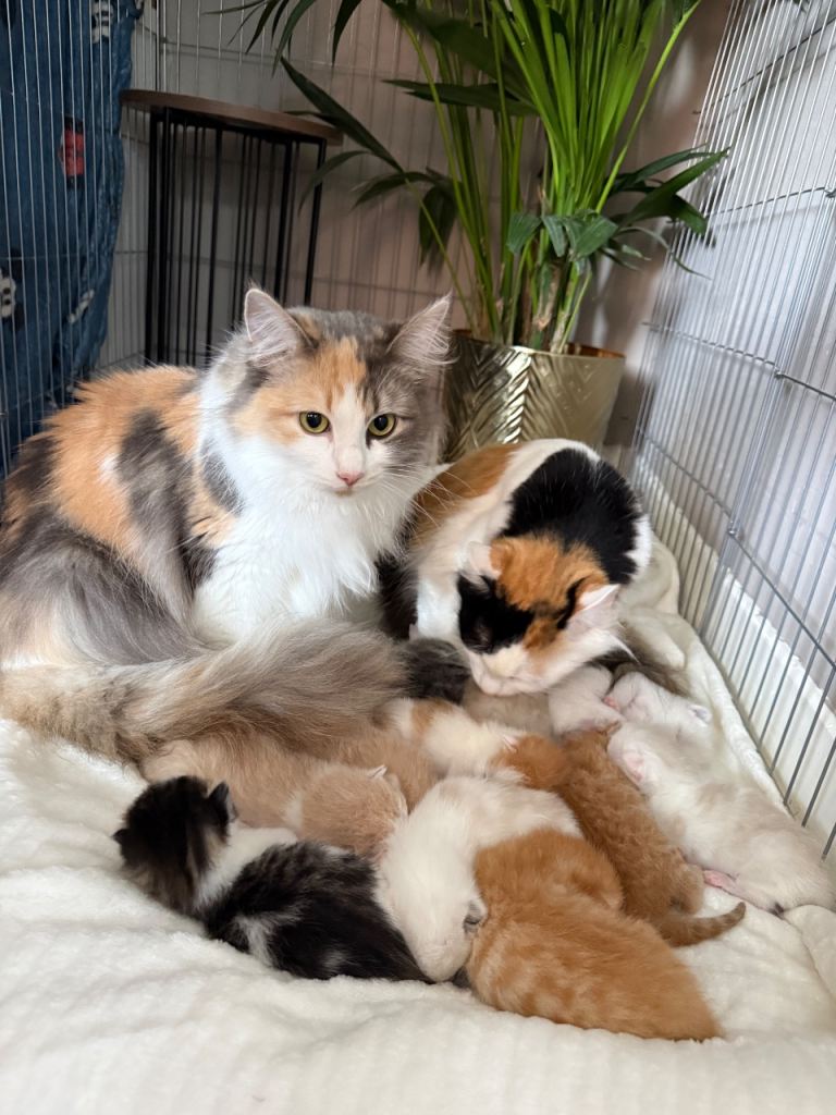 Norwegian Forest Cross Kittens