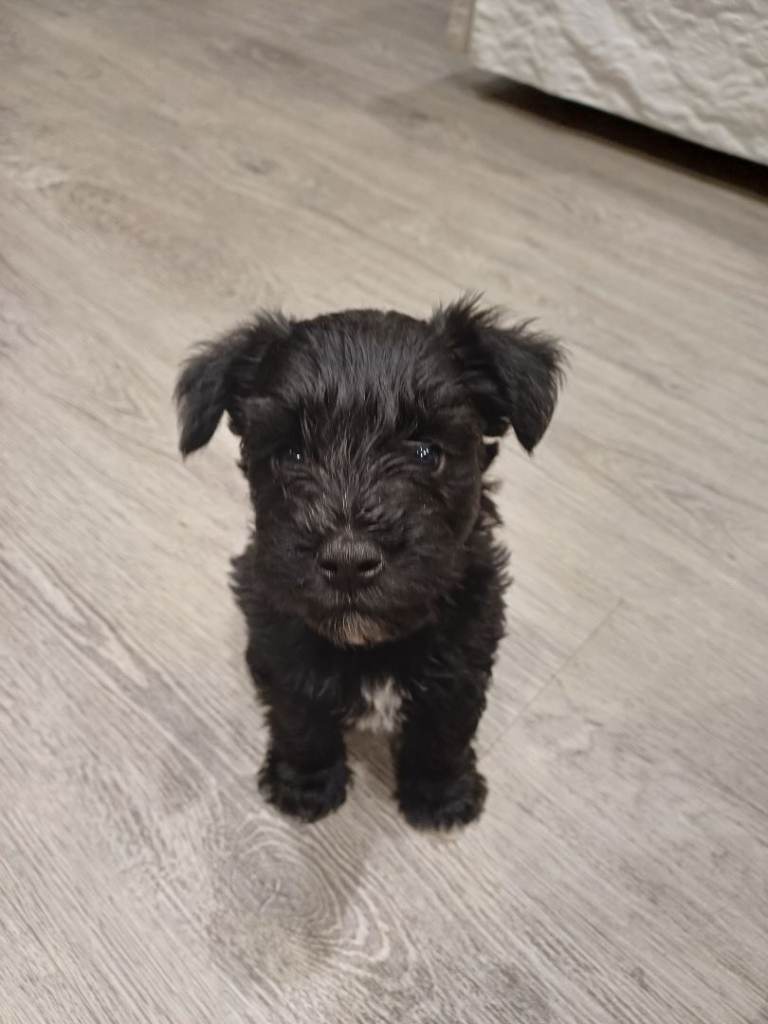 Miniature Schnauzers 