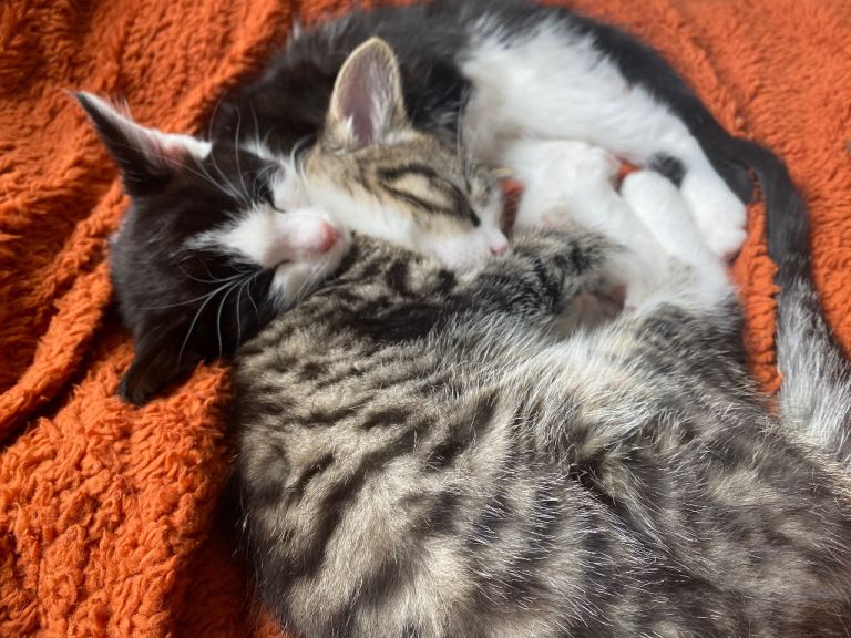 Two Beautiful kittens for sale