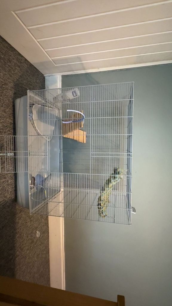 Rat cage & accessories 