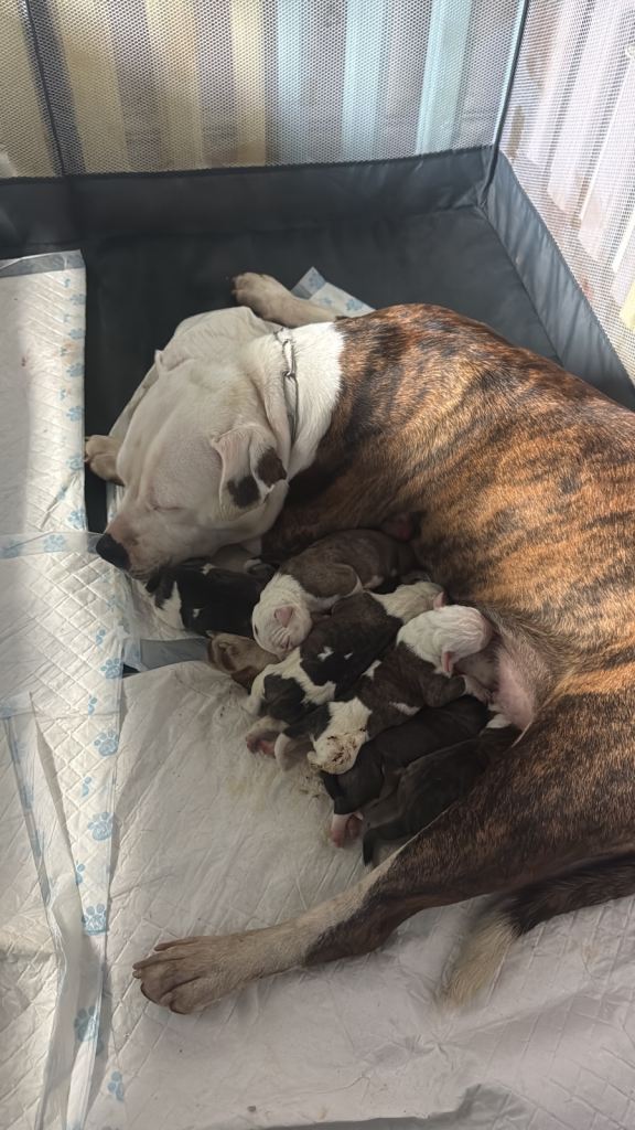 Am bulldogs cross Staffy 