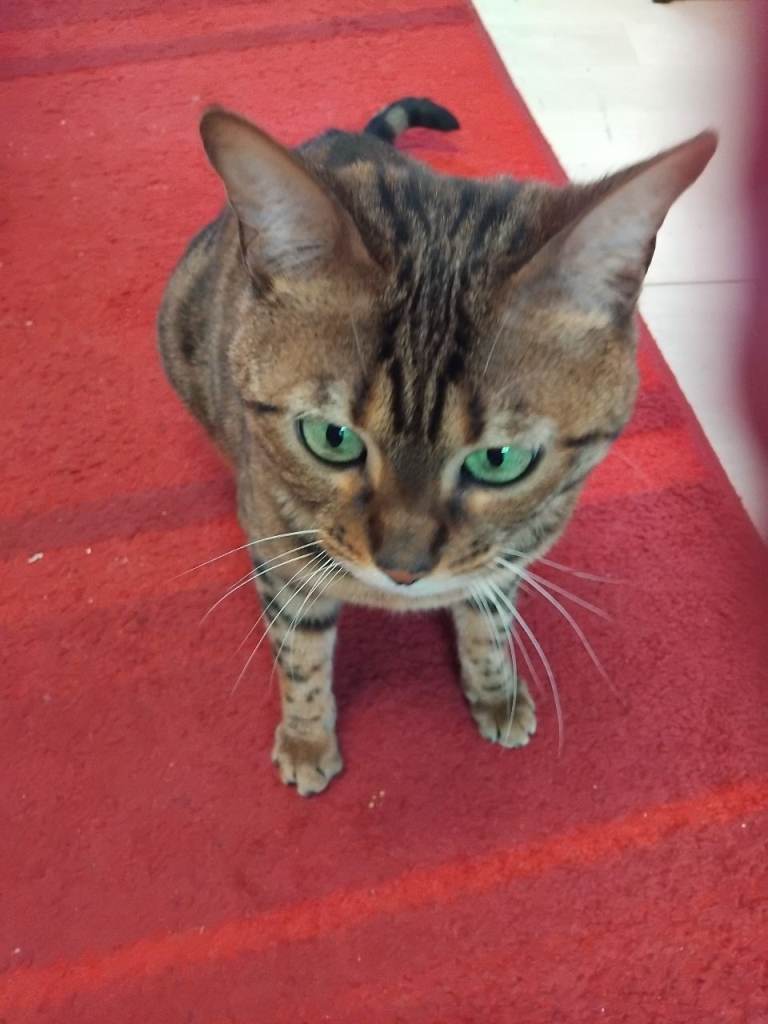 Bengal nuetard female
