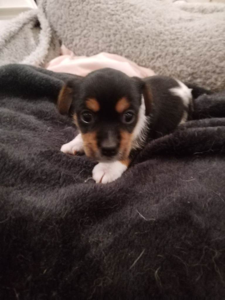 Jack Russel / Frenchie 