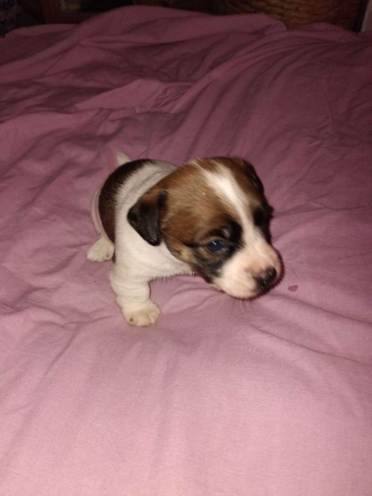 Jack Russell puppies 