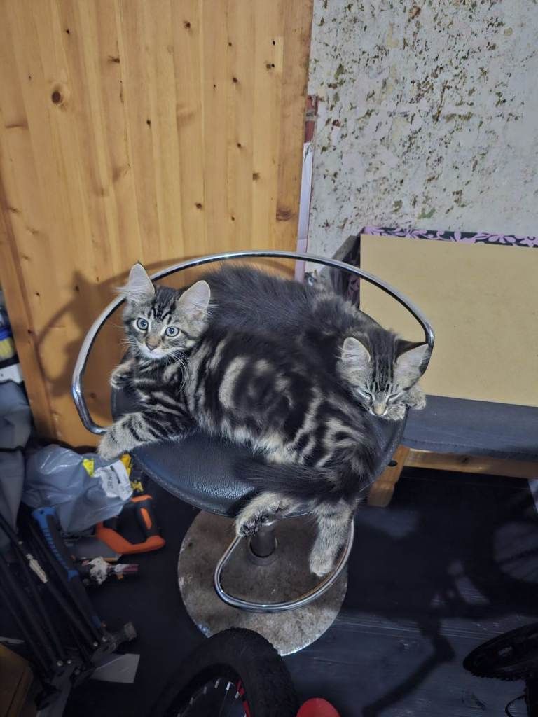 Kittens 
