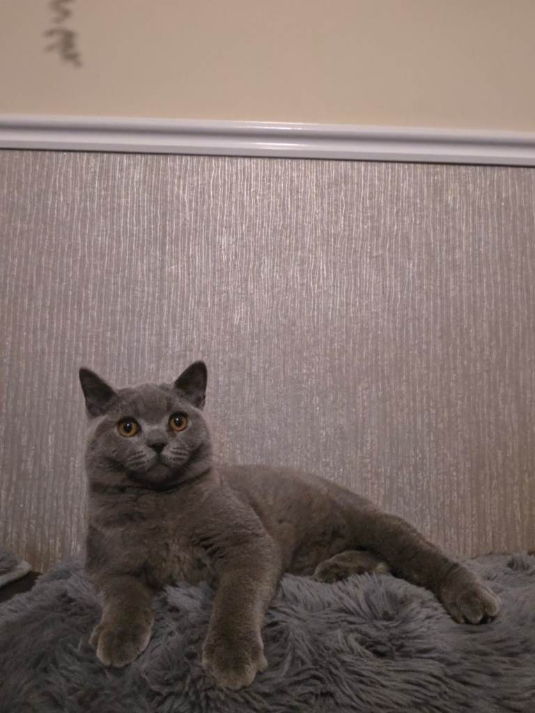 British shorthair boys