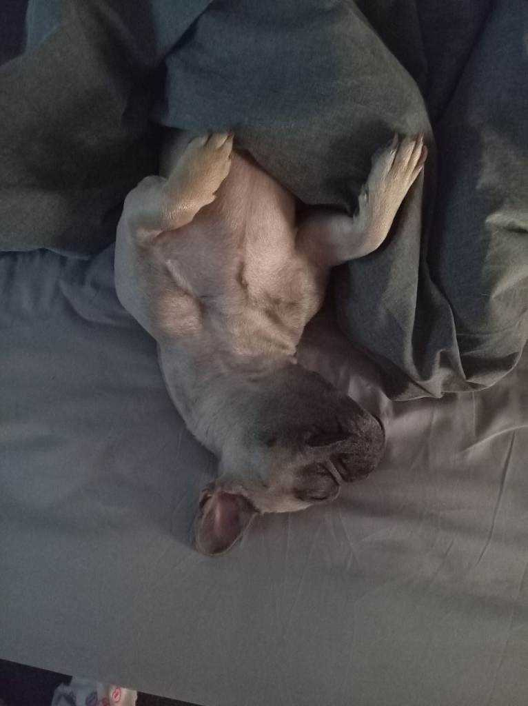 1 year 5 month female frenchie 