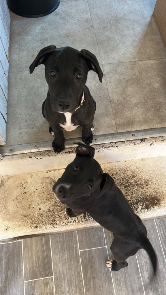 Labradors for sale 