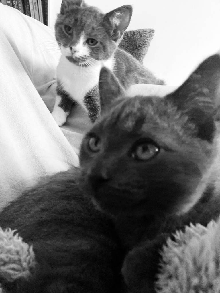 British Shorthair Kittens – Boy & Girl – rehoming ASAP