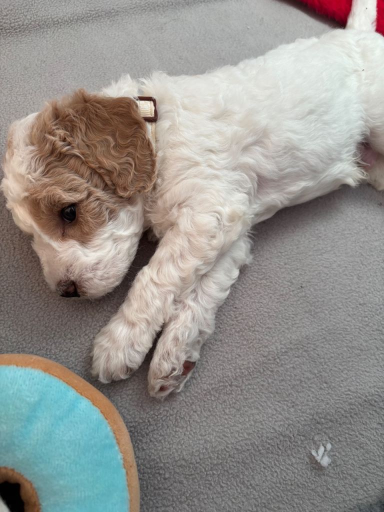 Mini Goldendoodle 