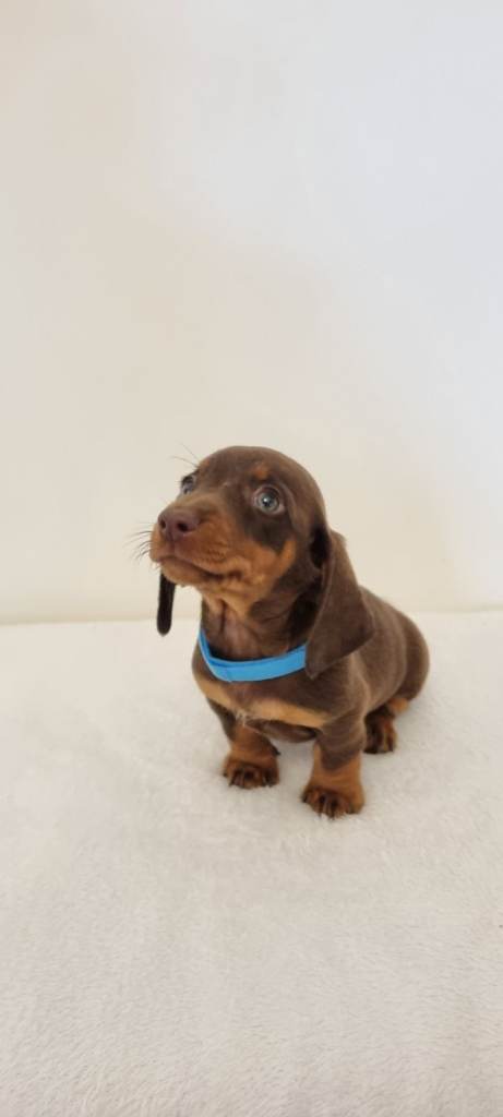 Miniature Dachshund Puppies – Isabella & Tan Girls + Chocolate & Tan Boy