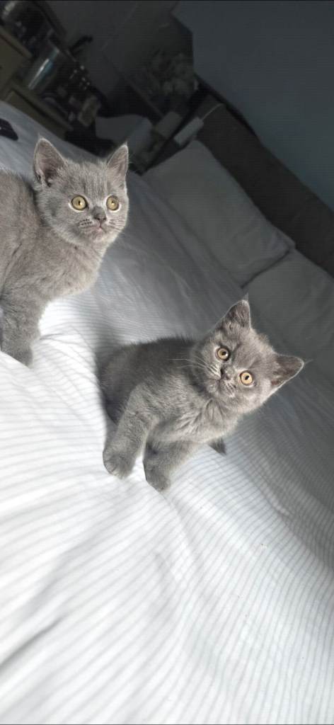 British Shorthair kittens 