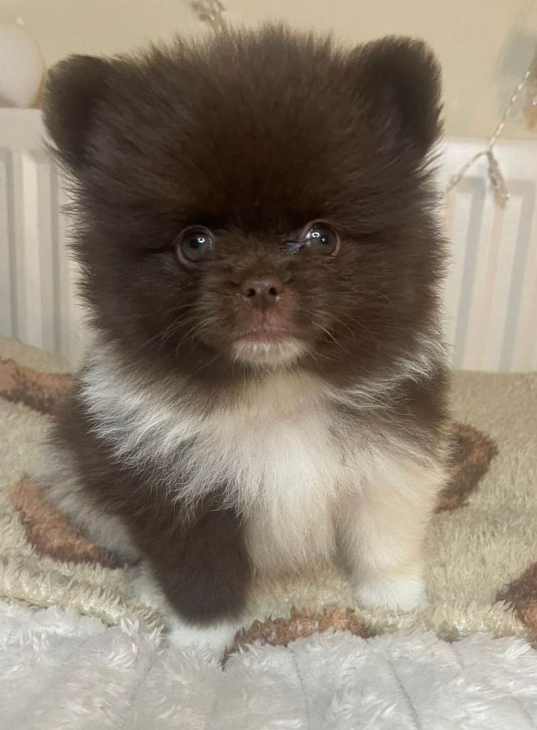 Rare Chocolate/ White Teddy Pomeranians - Imported Lines 