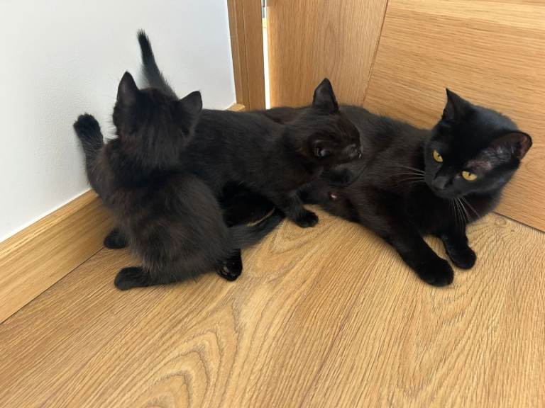 Beautiful female kittens for sale