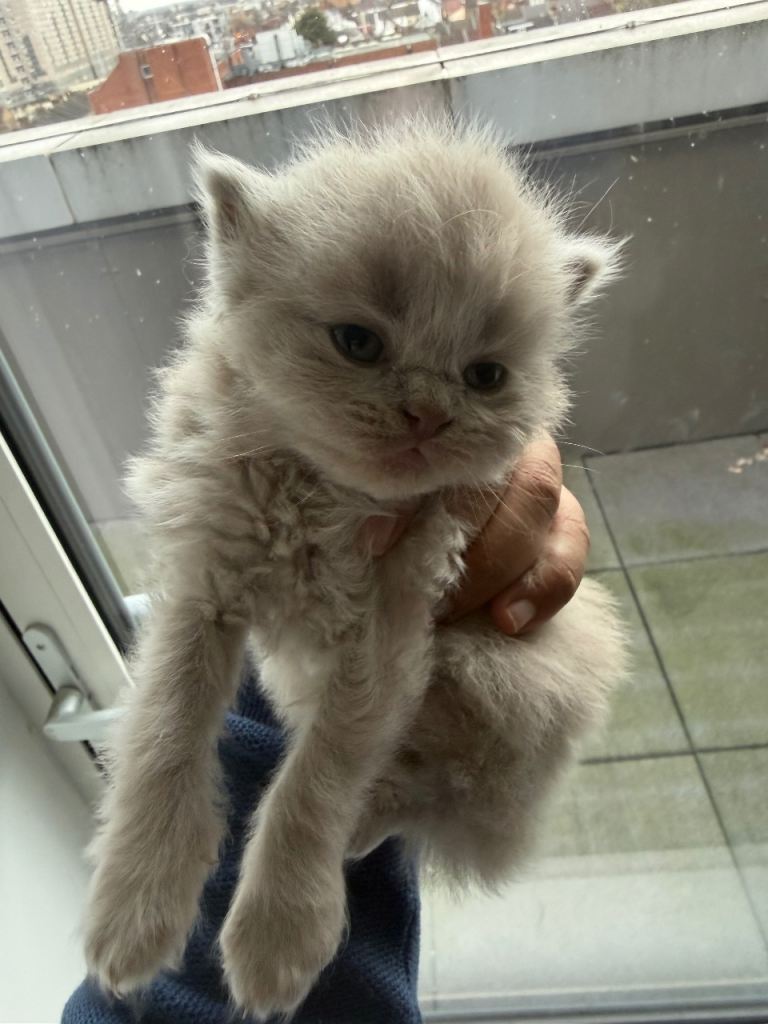 British short hair kitten 