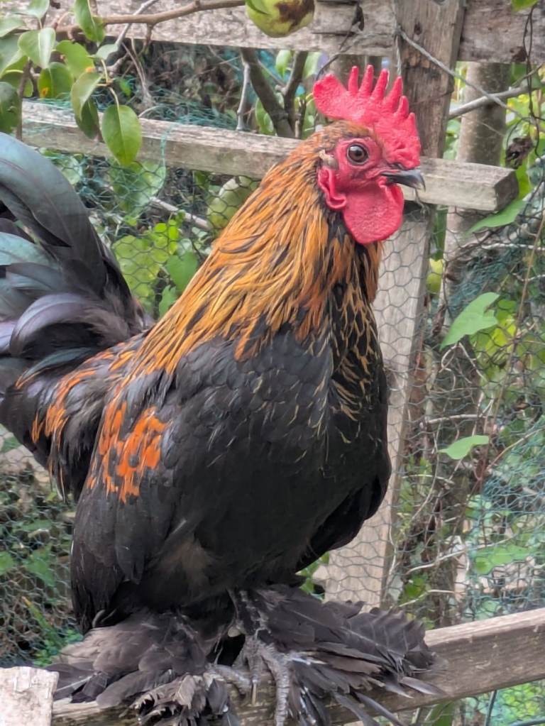 Cockerel 
