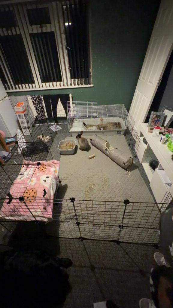 Rabbit cage with everything included 
