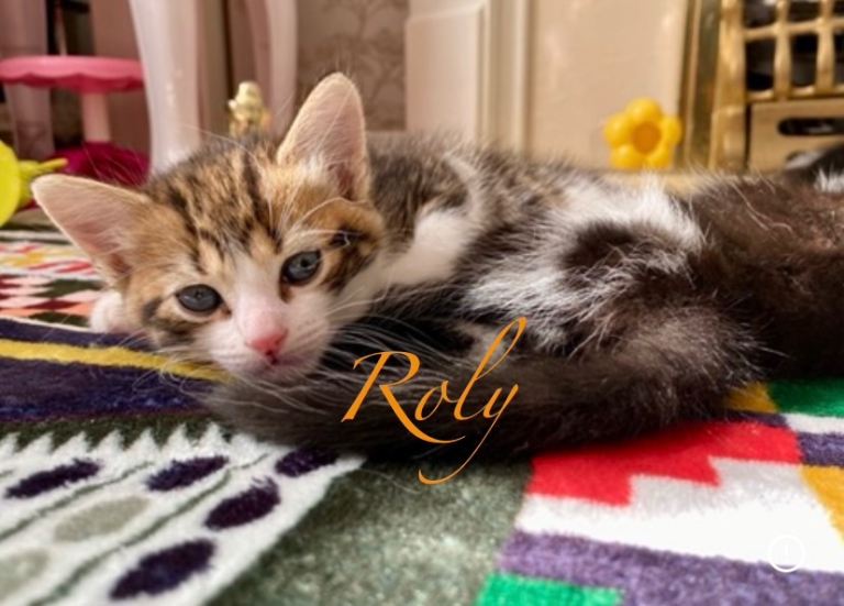 Kitten for sale 