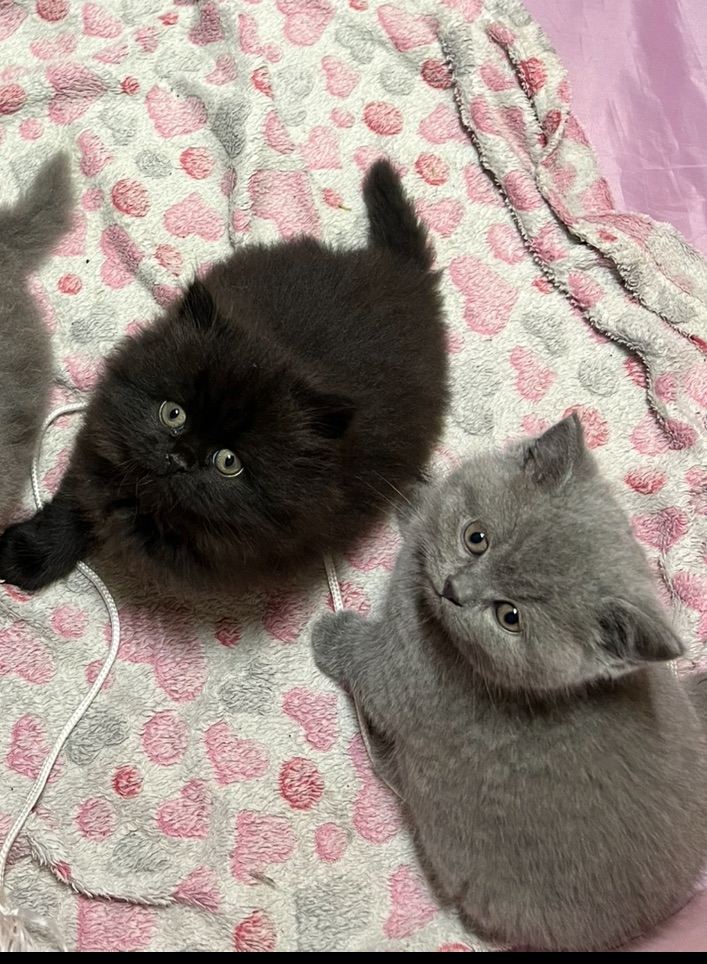 British Shorthair kittens