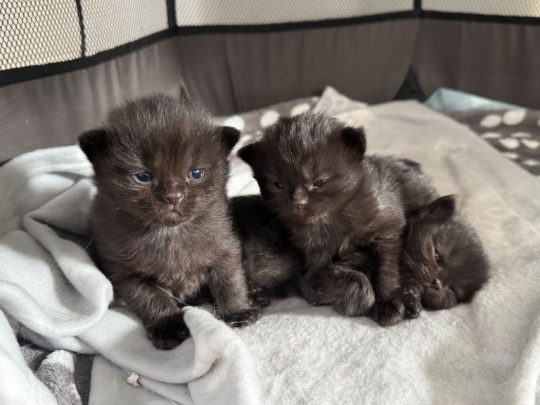 3 healthy kittens for sale