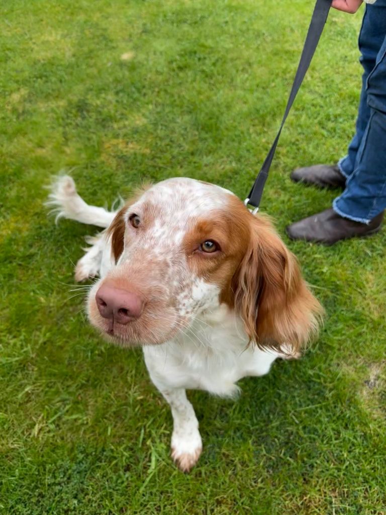 Honey – Lovely Young Sprocker Spaniel Looking for a New Home
