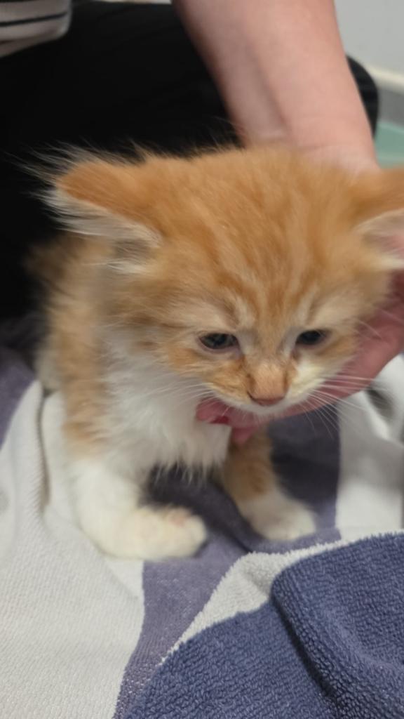 6 beautiful kittens for sale