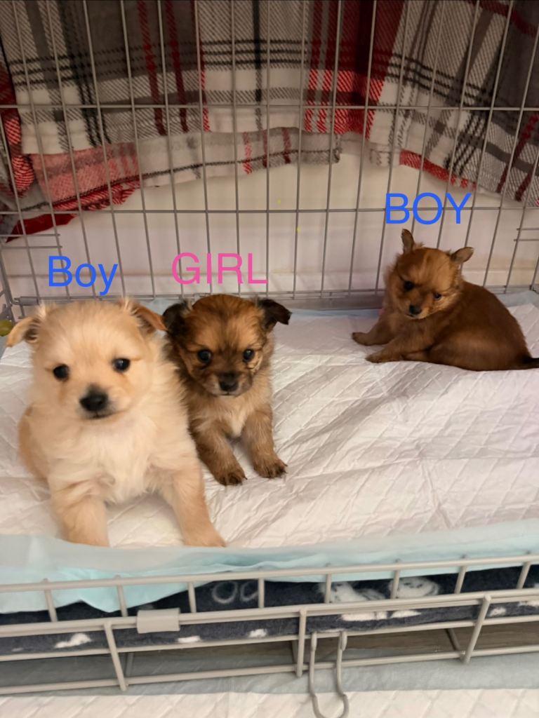 POMCHI PUPPIES