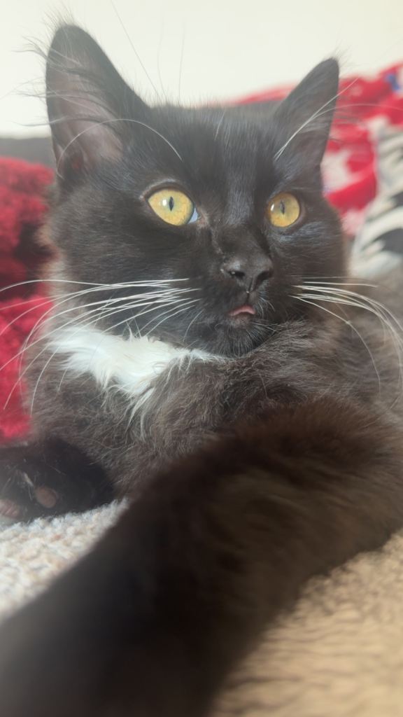 Kitten needing a home 
