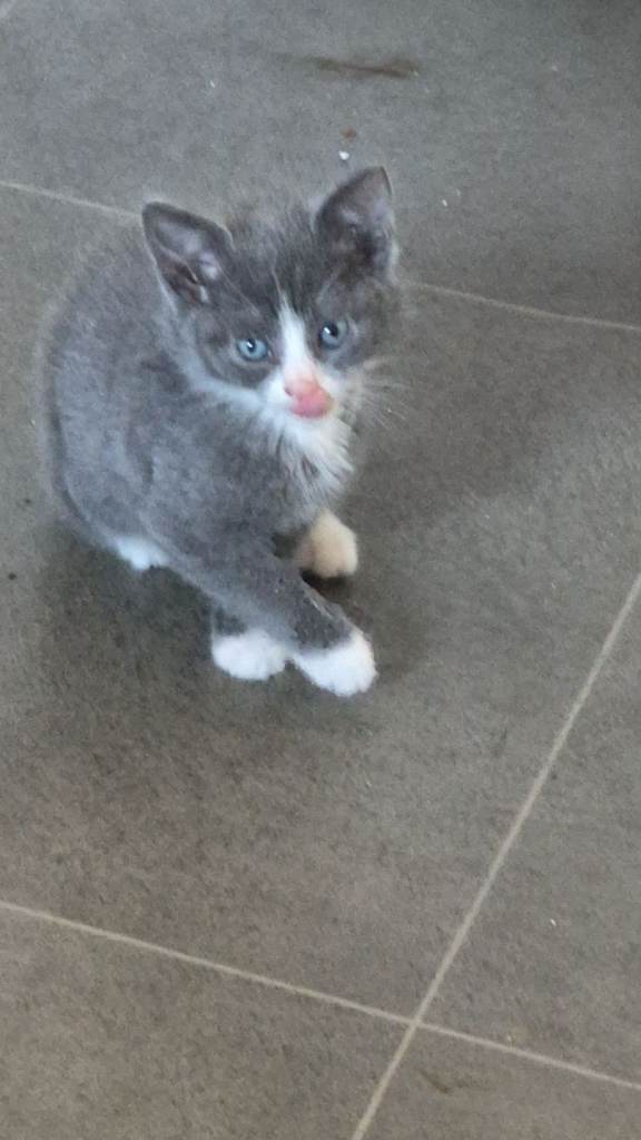 3 kittens 