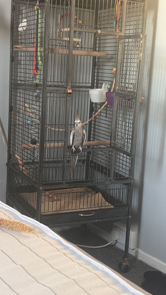 Cockatiel