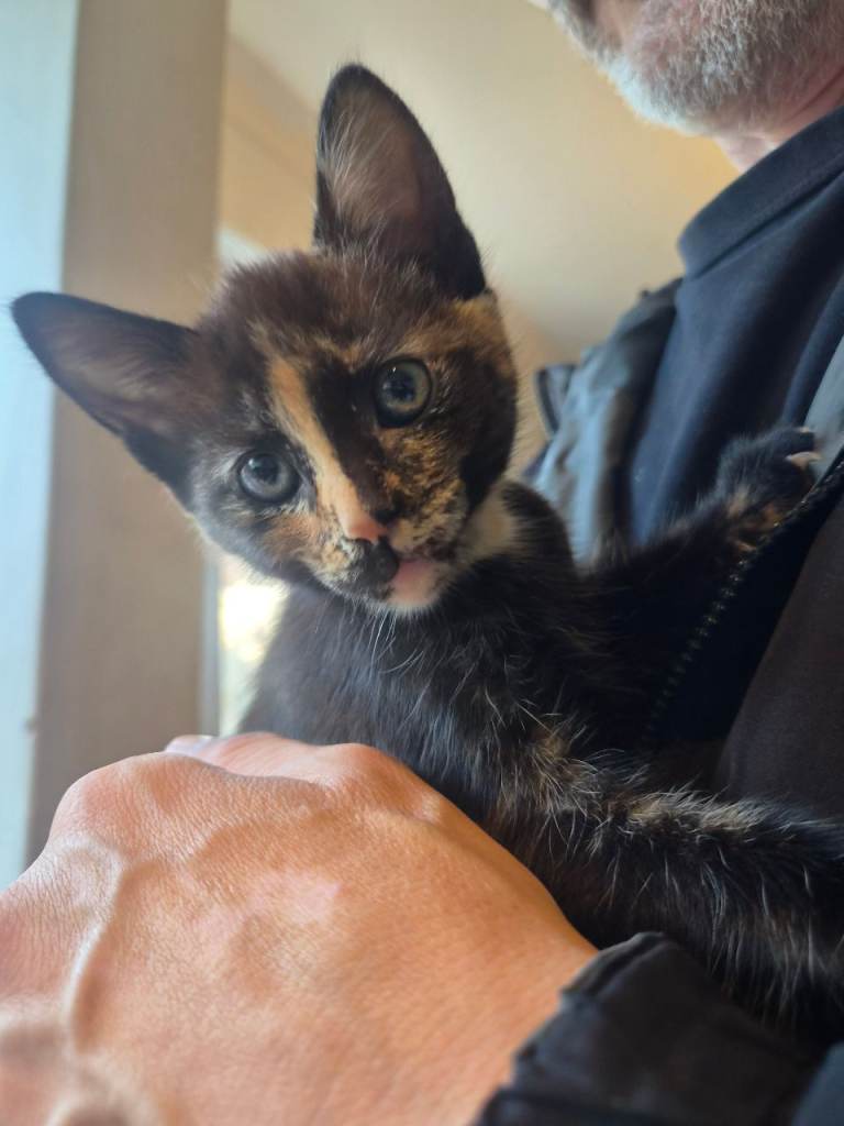 1 female bengal cross kitten for sale 