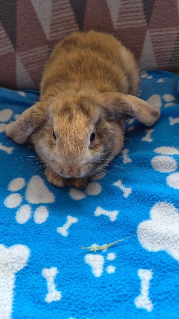 Mini lops 
