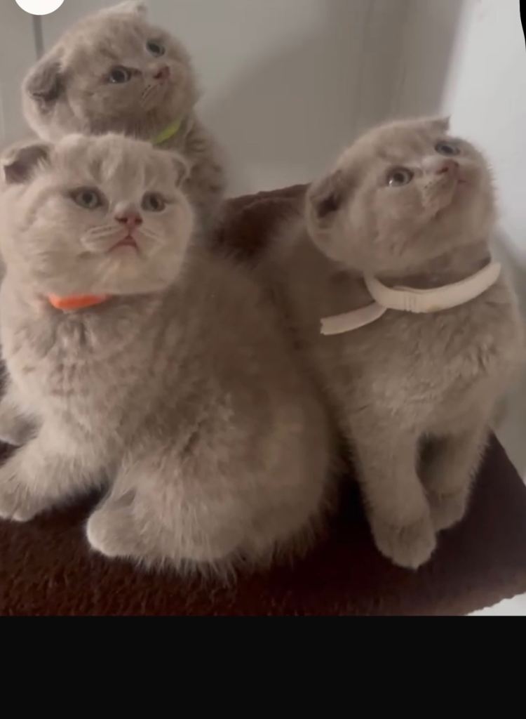 Last lilac British shorthair male for sale . 