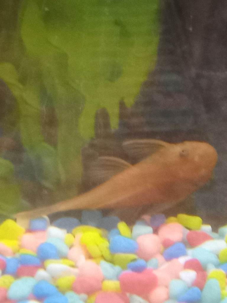 White bristlenose pleco with pink eyes female one super red bristlenose pleco female