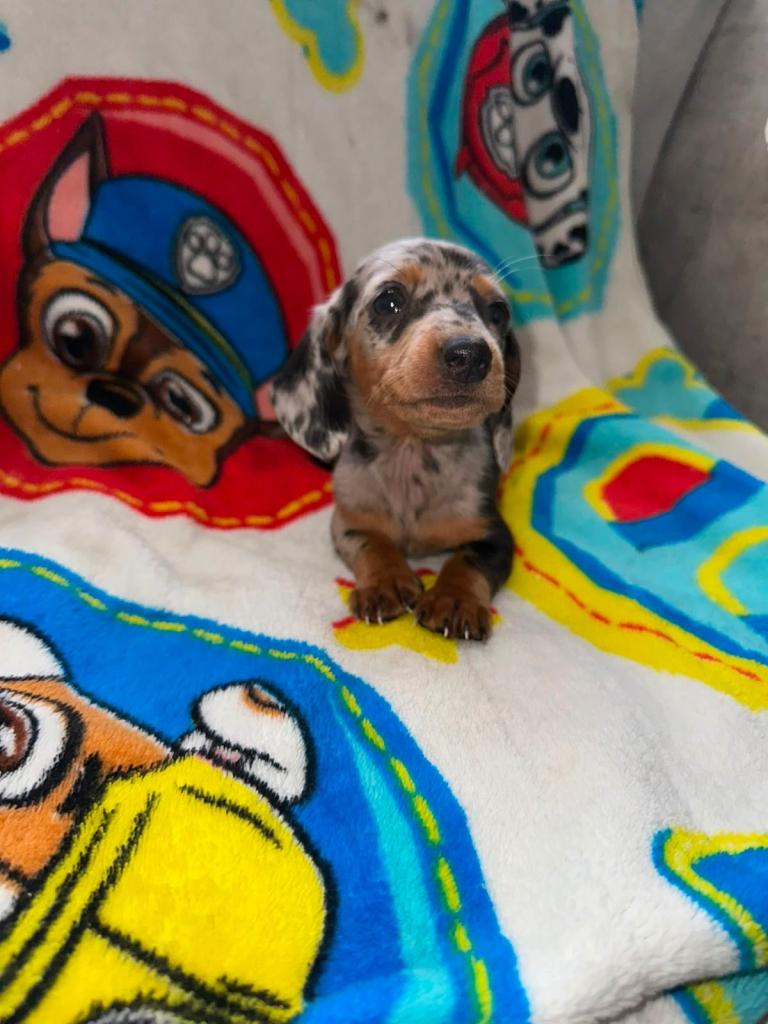 Mini Dachshund puppy’s 
