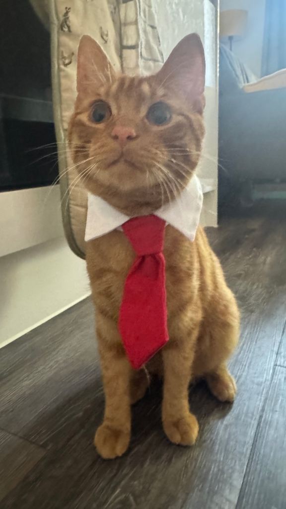 Sweet ginger boy 