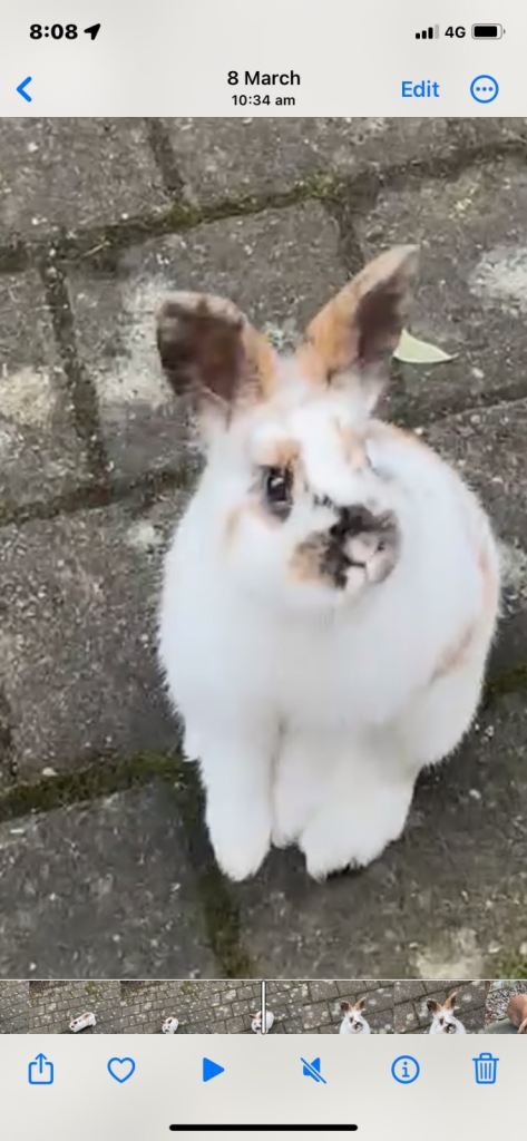 white rabbit 